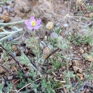 Spergularia rubra at Molonglo River Reserve - 23 Jan 2024