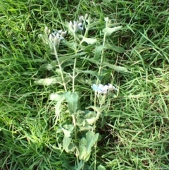 Oxypetalum coeruleum at Mount Painter - 21 Jan 2024 09:50 AM