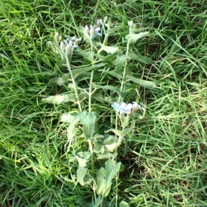 Oxypetalum coeruleum at Mount Painter - 21 Jan 2024