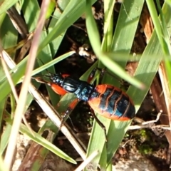 Ectomocoris patricius (Ground assassin bug) at Mount Painter - 20 Jan 2024 by CathB