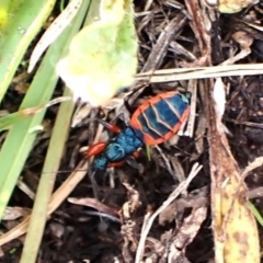 Ectomocoris patricius at Mount Painter - 20 Jan 2024 06:10 PM