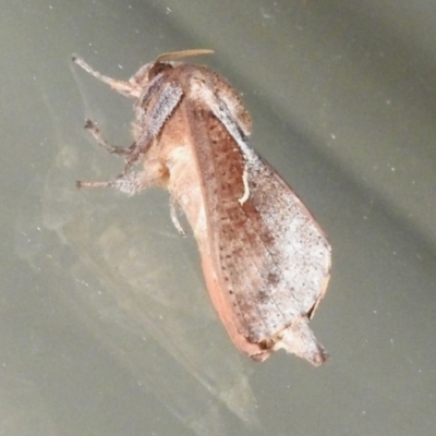 Elhamma australasiae (A Swift or Ghost moth (Hepialidae)) at Wanniassa, ACT - 20 Jan 2024 by JohnBundock