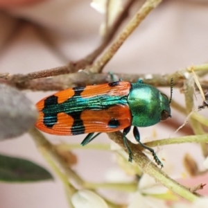 Castiarina scalaris at Mount Painter - 20 Jan 2024