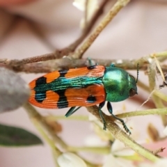 Castiarina scalaris (Scalaris jewel beetle) at Mount Painter - 20 Jan 2024 by CathB