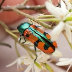 Castiarina scalaris at Mount Painter - 20 Jan 2024