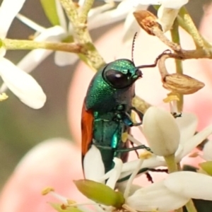 Castiarina scalaris at Mount Painter - 20 Jan 2024