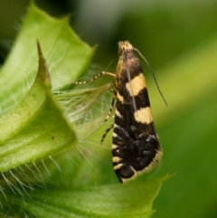 Glyphipterix chrysoplanetis (A Sedge Moth) at Downer, ACT - 23 Jan 2024 by RobertD