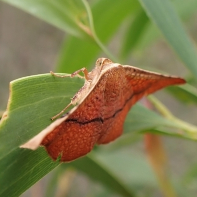 Aglaopus pyrrhata (Leaf Moth) at Mount Painter - 20 Jan 2024 by CathB