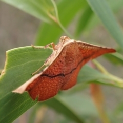 Aglaopus pyrrhata (Leaf Moth) at Mount Painter - 20 Jan 2024 by CathB