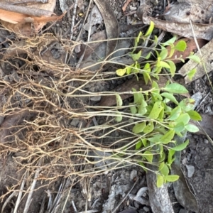 Ligustrum lucidum at Aranda, ACT - 23 Jan 2024