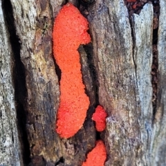 Tubifera ferruginosa (Raspberry Slime) at Whitlam, ACT - 23 Jan 2024 by trevorpreston