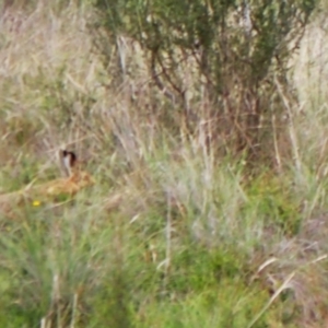 Lepus capensis at Mount Painter - 20 Jan 2024 05:04 PM