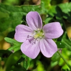 Geranium solanderi var. solanderi (Native Geranium) at Whitlam, ACT - 23 Jan 2024 by trevorpreston