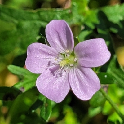 Geranium solanderi var. solanderi (Native Geranium) at Whitlam, ACT - 23 Jan 2024 by trevorpreston