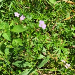 Geranium solanderi var. solanderi at Molonglo River Reserve - 23 Jan 2024 03:18 PM