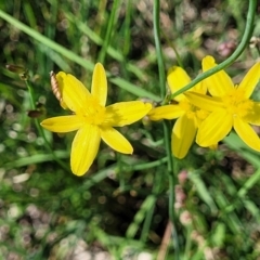 Tricoryne elatior (Yellow Rush Lily) at Molonglo River Reserve - 23 Jan 2024 by trevorpreston