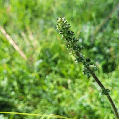 Acaena x ovina (Sheep's Burr) at Whitlam, ACT - 23 Jan 2024 by trevorpreston