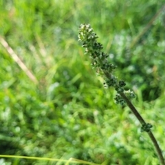 Acaena x ovina (Sheep's Burr) at Molonglo River Reserve - 23 Jan 2024 by trevorpreston