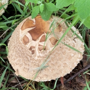 Chlorophyllum sp. at Kama - 23 Jan 2024