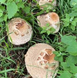 Chlorophyllum sp. at Kama - 23 Jan 2024