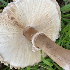 Chlorophyllum sp. at Kama - 23 Jan 2024 11:35 AM