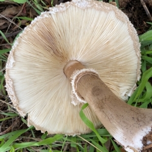 Chlorophyllum sp. at Kama - 23 Jan 2024