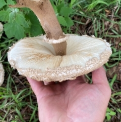 Chlorophyllum sp. at Kama - 23 Jan 2024