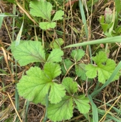 Erodium crinitum at Molonglo River Reserve - 23 Jan 2024 10:22 AM