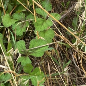 Erodium crinitum at Molonglo River Reserve - 23 Jan 2024 10:22 AM