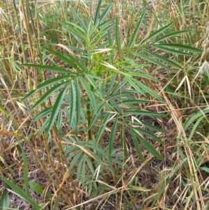 Tanacetum vulgare at Kama - 23 Jan 2024