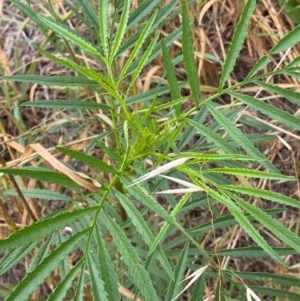 Tanacetum vulgare at Kama - 23 Jan 2024