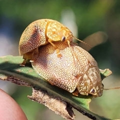 Paropsis atomaria (Eucalyptus leaf beetle) at Whitlam, ACT - 23 Jan 2024 by trevorpreston