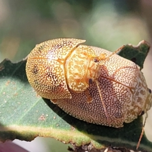 Paropsis atomaria at Molonglo River Reserve - 23 Jan 2024