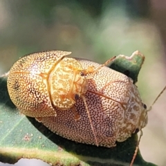 Paropsis atomaria at Molonglo River Reserve - 23 Jan 2024