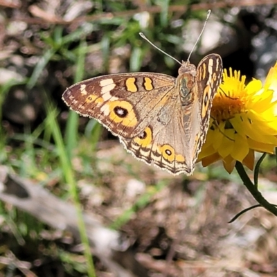 Junonia villida (Meadow Argus) at Whitlam, ACT - 23 Jan 2024 by trevorpreston