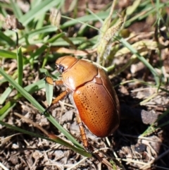 Anoplognathus sp. (genus) (Unidentified Christmas beetle) at Mount Painter - 18 Jan 2024 by CathB