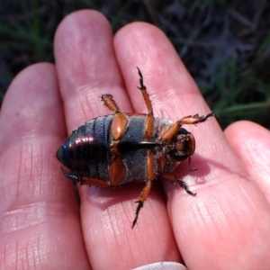 Anoplognathus sp. (genus) at Mount Painter - 18 Jan 2024