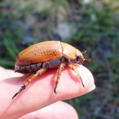 Anoplognathus sp. (genus) at Mount Painter - 18 Jan 2024