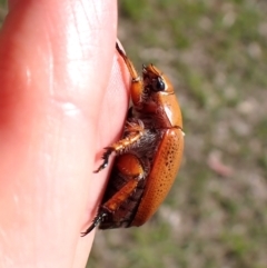 Anoplognathus sp. (genus) at Mount Painter - 18 Jan 2024