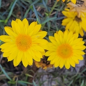 Xerochrysum viscosum at Molonglo River Reserve - 23 Jan 2024 03:10 PM