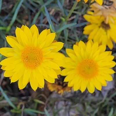 Xerochrysum viscosum (Sticky Everlasting) at Molonglo River Reserve - 23 Jan 2024 by trevorpreston