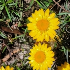 Xerochrysum viscosum at Molonglo River Reserve - 23 Jan 2024 03:10 PM