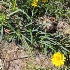 Xerochrysum viscosum at Molonglo River Reserve - 23 Jan 2024 03:10 PM