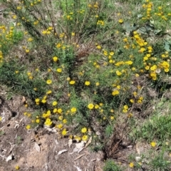 Xerochrysum viscosum at Molonglo River Reserve - 23 Jan 2024 03:10 PM