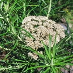 Cassinia longifolia (Shiny Cassinia, Cauliflower Bush) at Whitlam, ACT - 23 Jan 2024 by trevorpreston