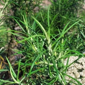 Cassinia longifolia at Kama - 23 Jan 2024