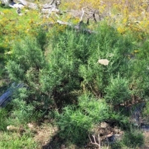 Cassinia longifolia at Kama - 23 Jan 2024