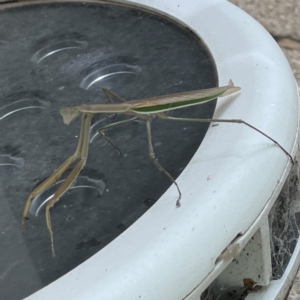 Tenodera australasiae at Russell, ACT - 23 Jan 2024