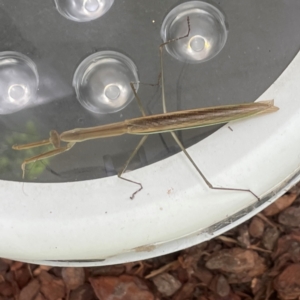 Tenodera australasiae at Russell, ACT - 23 Jan 2024