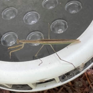 Tenodera australasiae at Russell, ACT - 23 Jan 2024